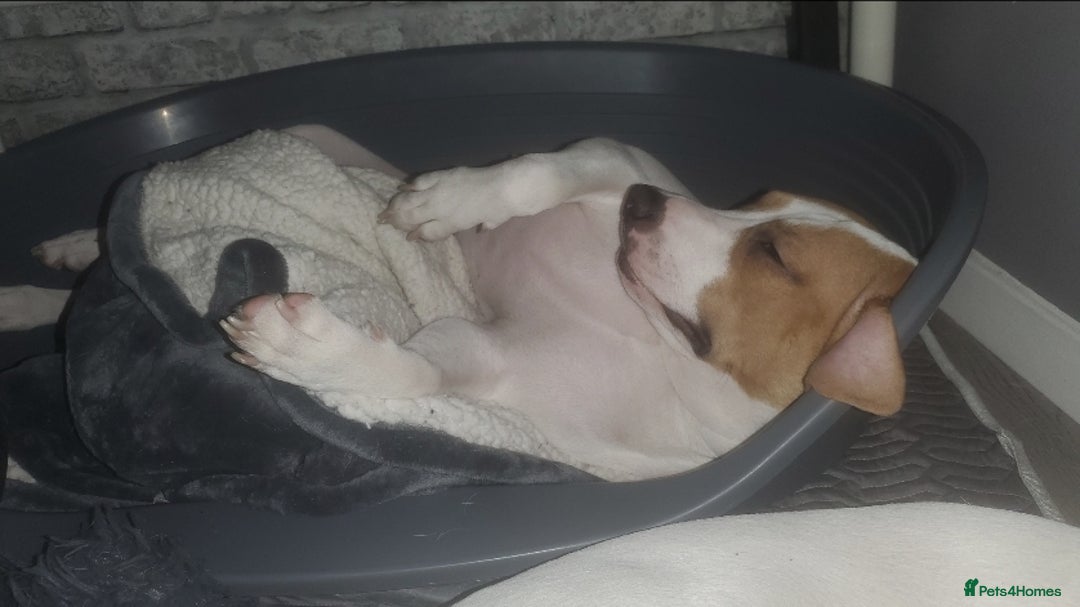 Staffordshire Bull Terrier dogs for sale: Two peas in a pod, staffys must go together  - Advert 11