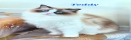 Ragdoll cats for sale: Tica registered exceptional  Ragdolls  - Advert 6