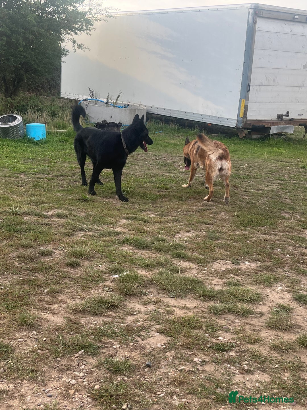 Mixed Breed dogs for sale: German shepherd pups - Advert 20