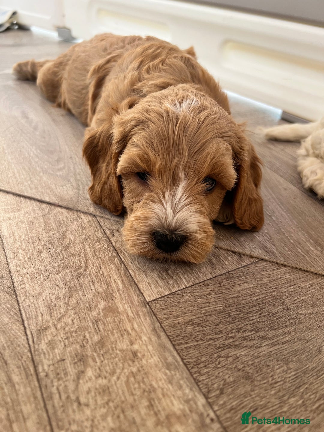 Cockapoo dogs for sale: F1 Cockapoo puppies  - Image 9