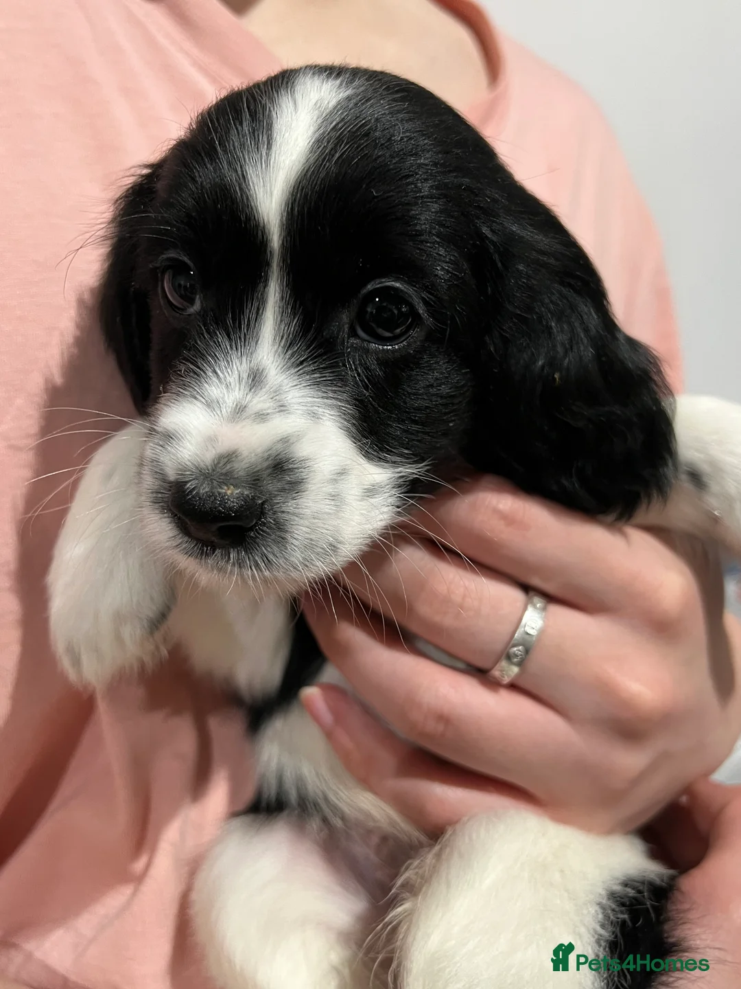 Cockapoo dogs for sale: Beautiful Cockapoo Puppies – 6 Boys & 2 Girls - Advert 33