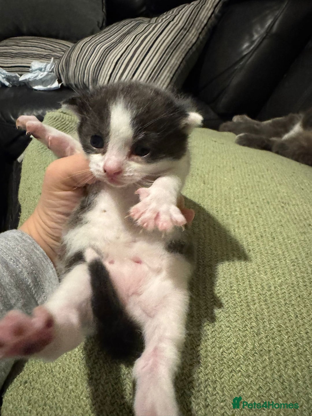 Mixed Breed cats for sale: Russian Blue x Tabby - Advert 17