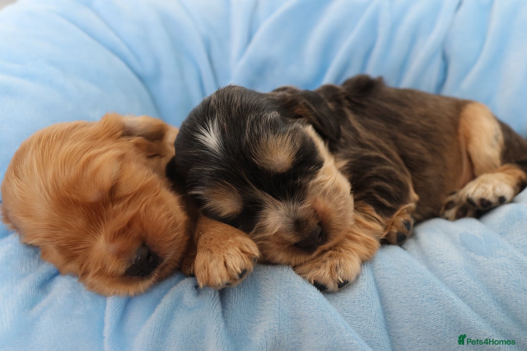 Cocker Spaniel dogs for sale: Beautiful family SHOW cocker spaniels - Image 20