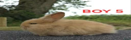 Lionhead rabbits for sale: Lionhead litter ready soon - Advert 3