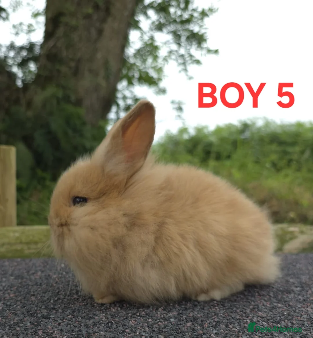 Lionhead rabbits for sale: Lionhead litter ready soon - Advert 3