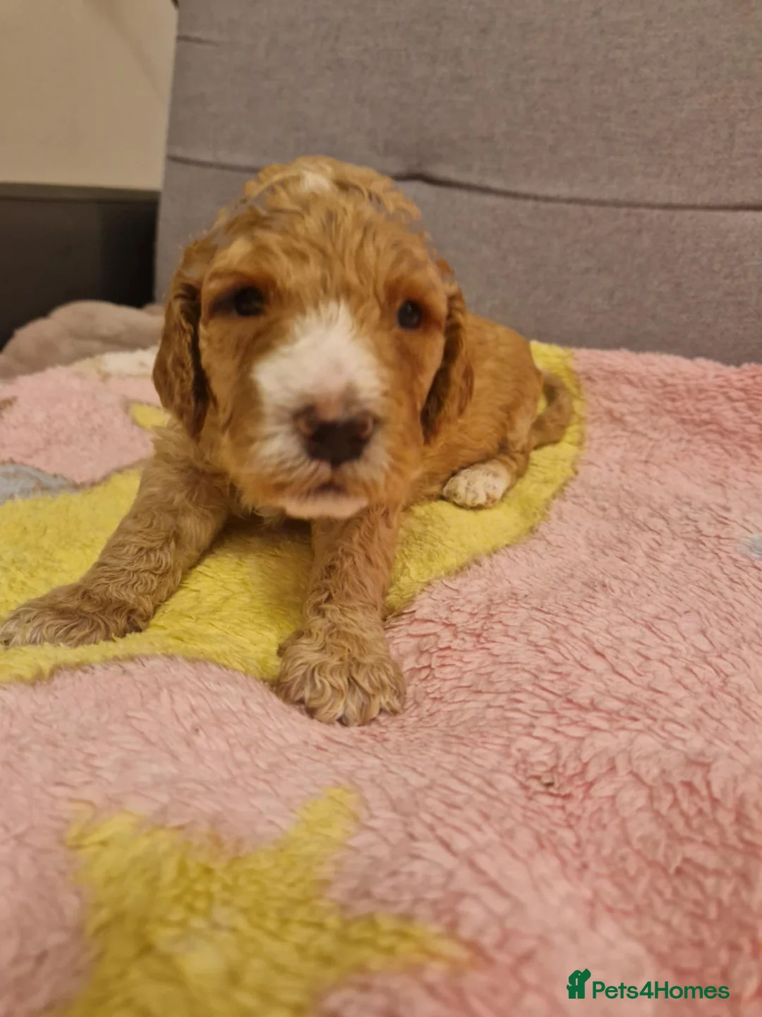 Cockapoo dogs for sale: F2 Cockapoo Puppies - Advert 20