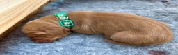 Hungarian Vizsla dogs for sale: 5 handsome hungarian vizsla puppies for sale - Advert 28