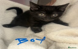 Bengal cats for sale: Beautiful bengals  - Advert 4