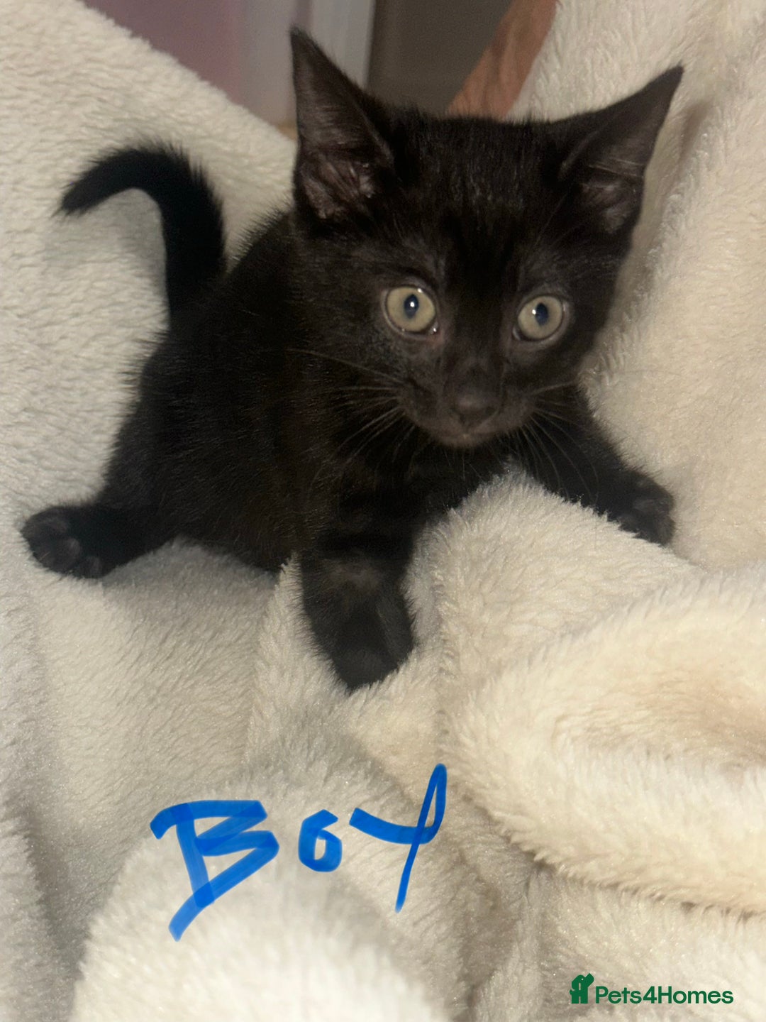 Bengal cats for sale: Beautiful bengals  - Advert 4