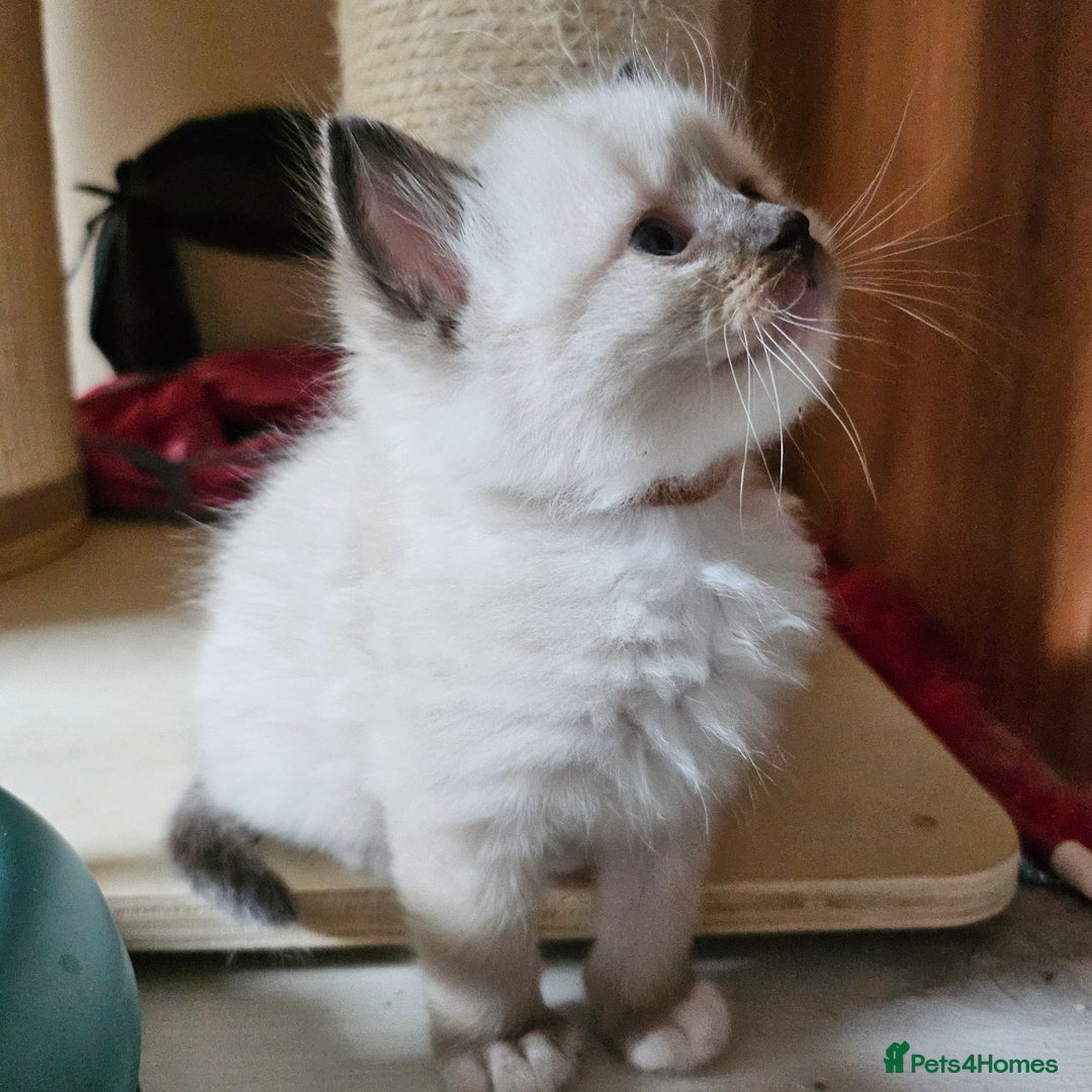 Ragdoll cats for sale: 7 beautiful fluffy Ragdoll cats.  - Image 3