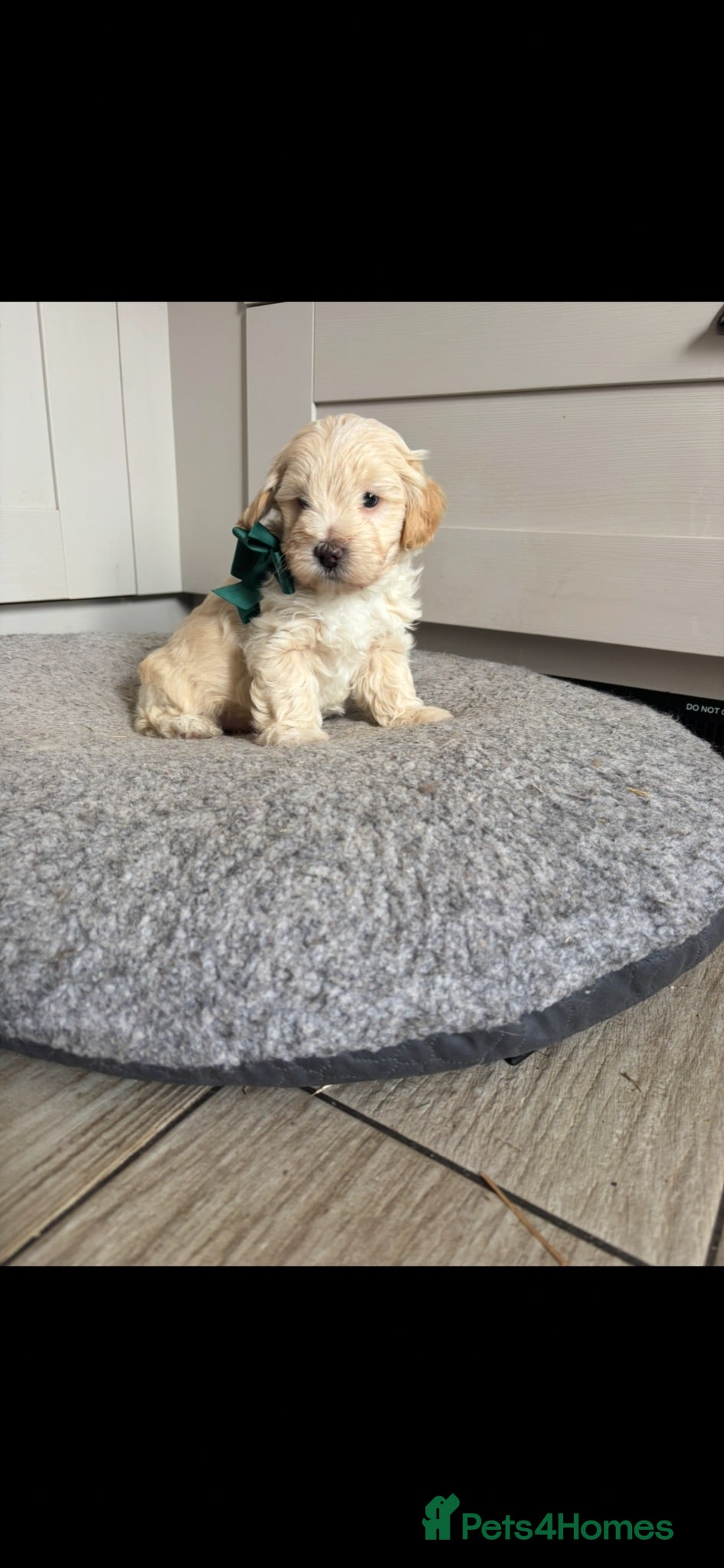 Yorkiepoo dogs Beautiful Yorkie-poo puppies  - Advert 1