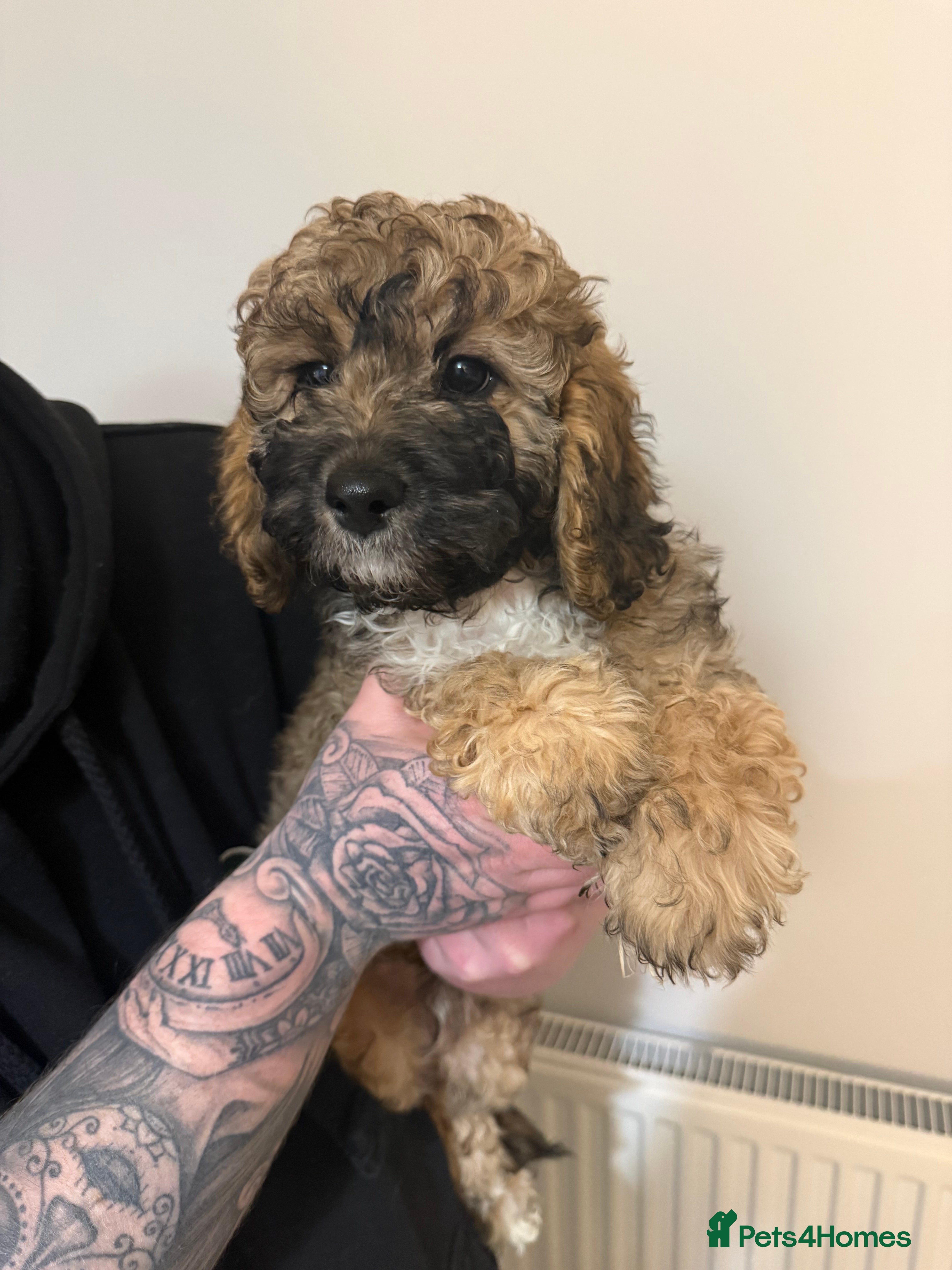 Cavapoo dogs Cavapoo F1B puppies for sale 🐶 1 Boy Left!  - Advert 1