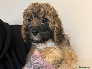 Cavapoo dogs Cavapoo F1B puppies for sale 🐶 1 Boy Left! - Advert 1