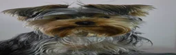 Yorkshire Terrier dogs for stud: Marco pablo in Liverpool - Advert 7
