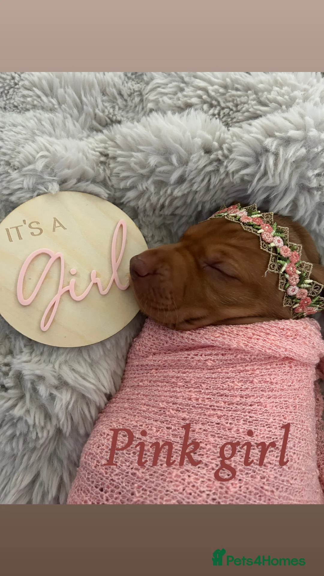 Hungarian Vizsla dogs for sale: Chunky KC Registered Hungarian Vizsla Puppies in Littleborough - Advert 2