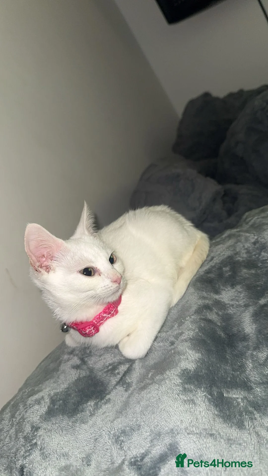 Mixed Breed cats for sale: beautiful white kitten - Advert 1