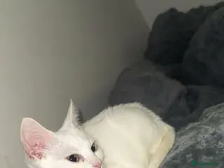 Mixed Breed cats beautiful white kitten - Advert 5