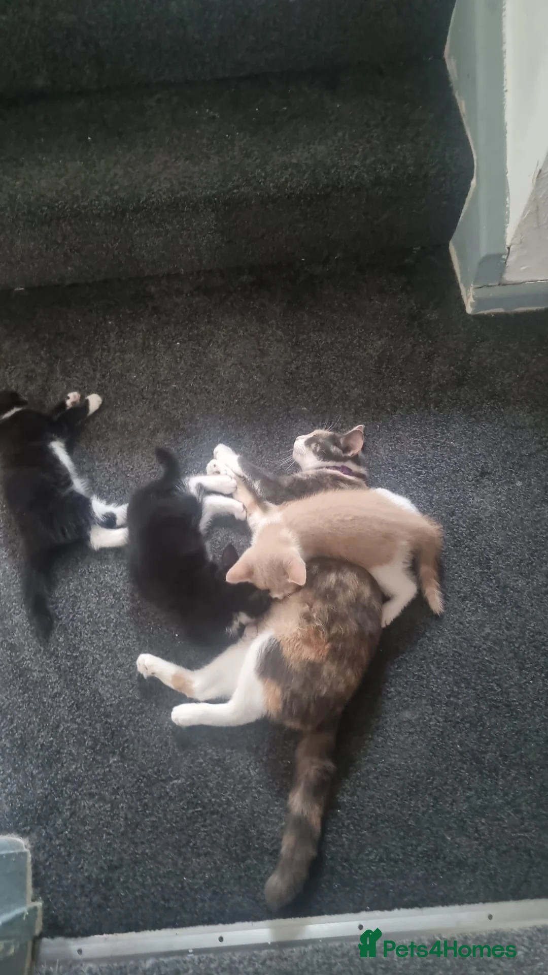 British Shorthair cats for sale: Kittens - Advert 2