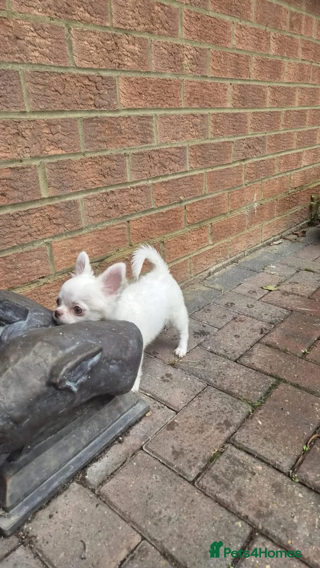 Chihuahua dogs for sale: ⚜️Chihuahua girl - Advert 2