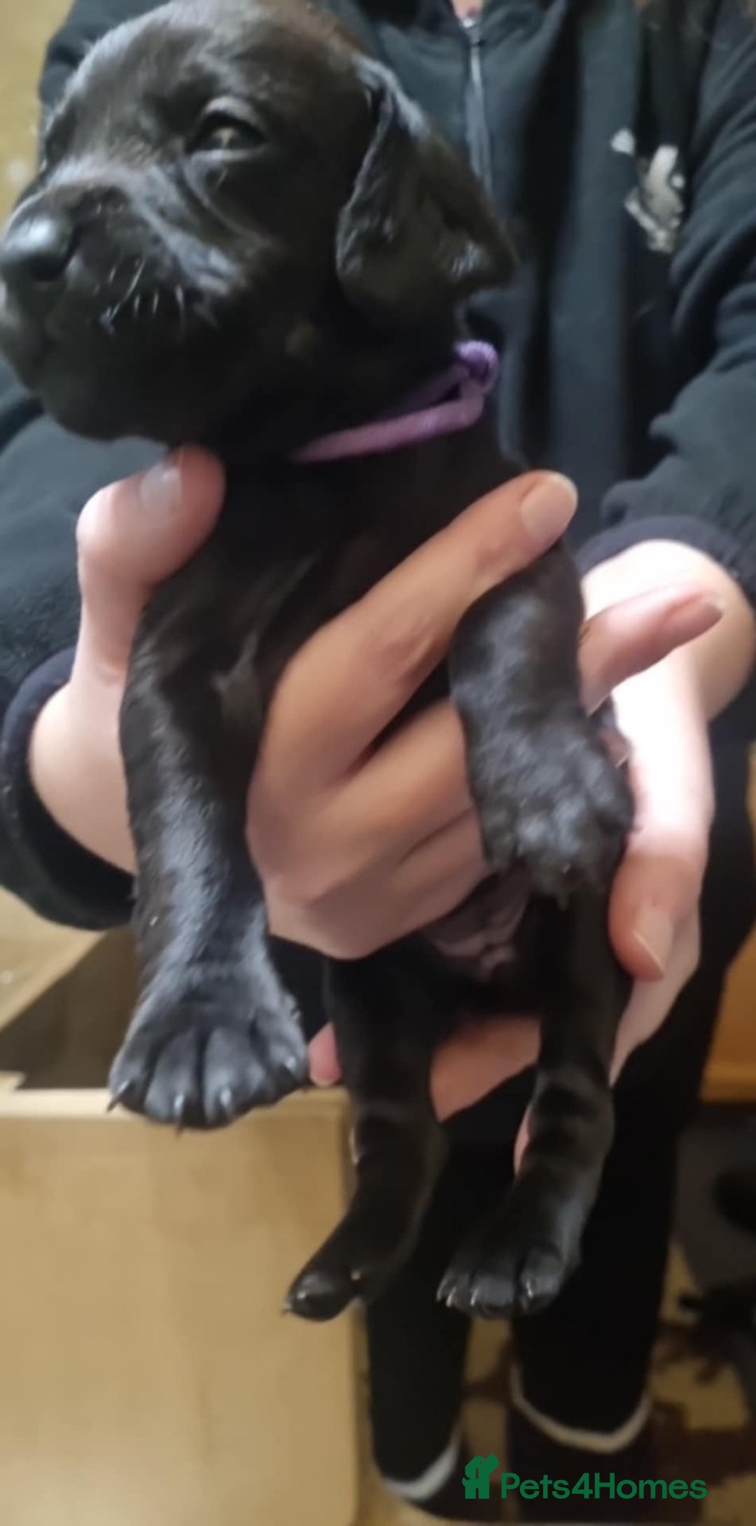 Mixed Breed dogs for sale: Rottweiler/Staffy x Sprocker - Advert 3