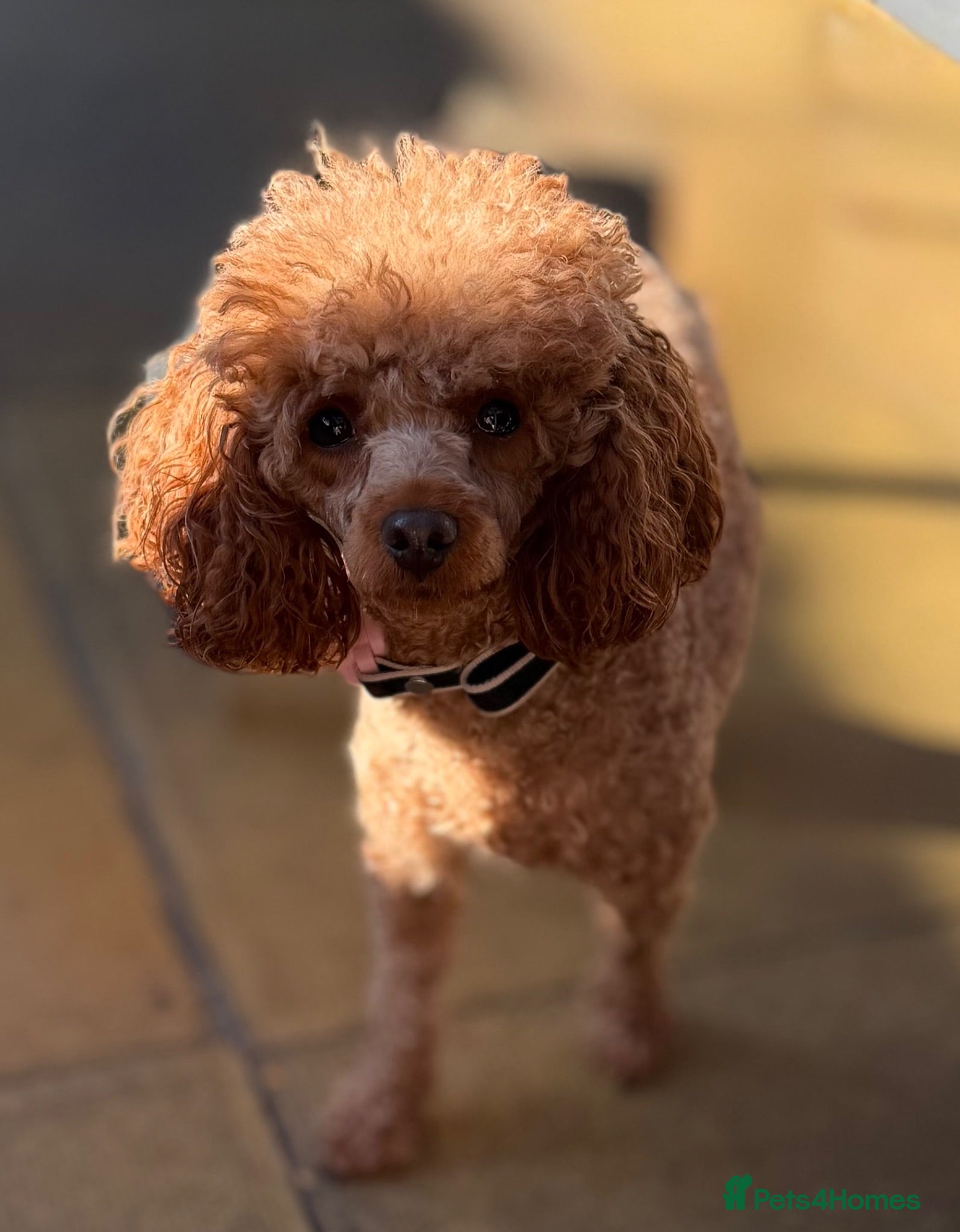 Toy Poodle dogs 3 year old health tested kc reg female toy poodle - Advert 2