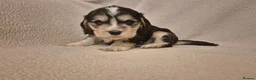 Cocker Spaniel dogs for sale: Stunning Health Tested Cocker Spaniels  - Advert 14