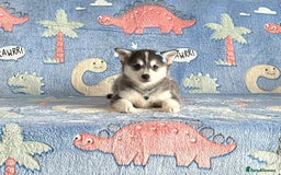 Pomsky dogs for sale: Perfect husky markings f3 Pomsky puppies for sale - Image 6
