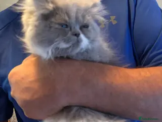 Persian cats 2 full pedigree GCCF registered Persian kittens - Advert 14