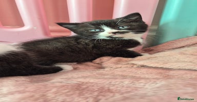 Mixed Breed cats - Advert 6