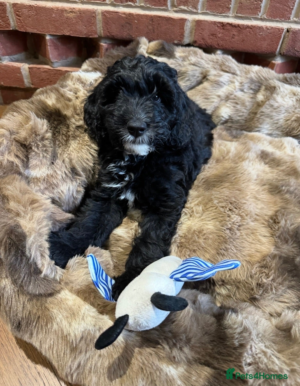 Australian Labradoodle dogs Multigenerational Australian Labradoodle Puppies - Advert 1