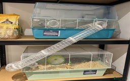 Hamster rodents for sale: Russian Dwarf Hamster for rehome - Image 5