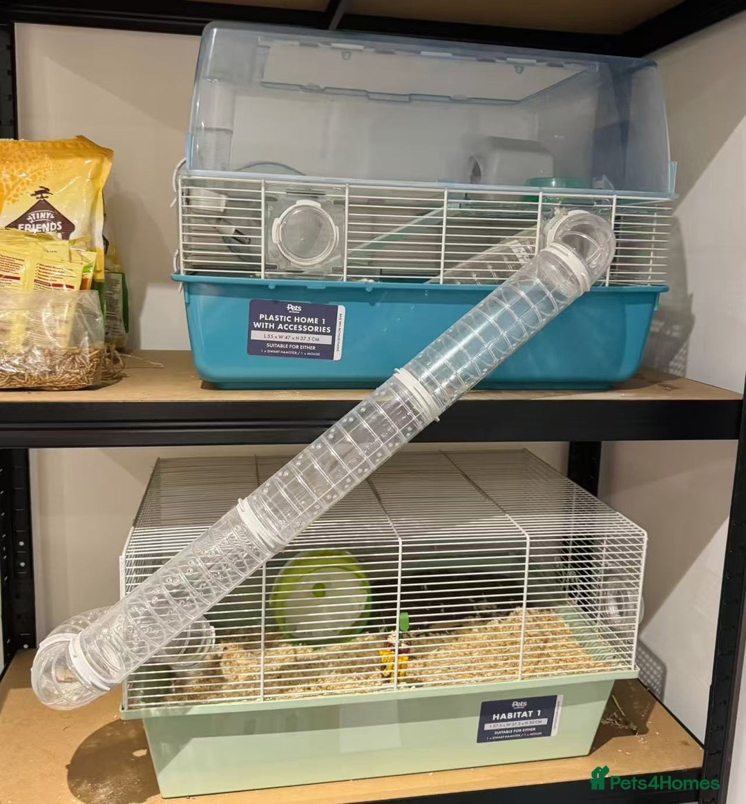Hamster rodents for sale: Russian Dwarf Hamster for rehome - Image 5