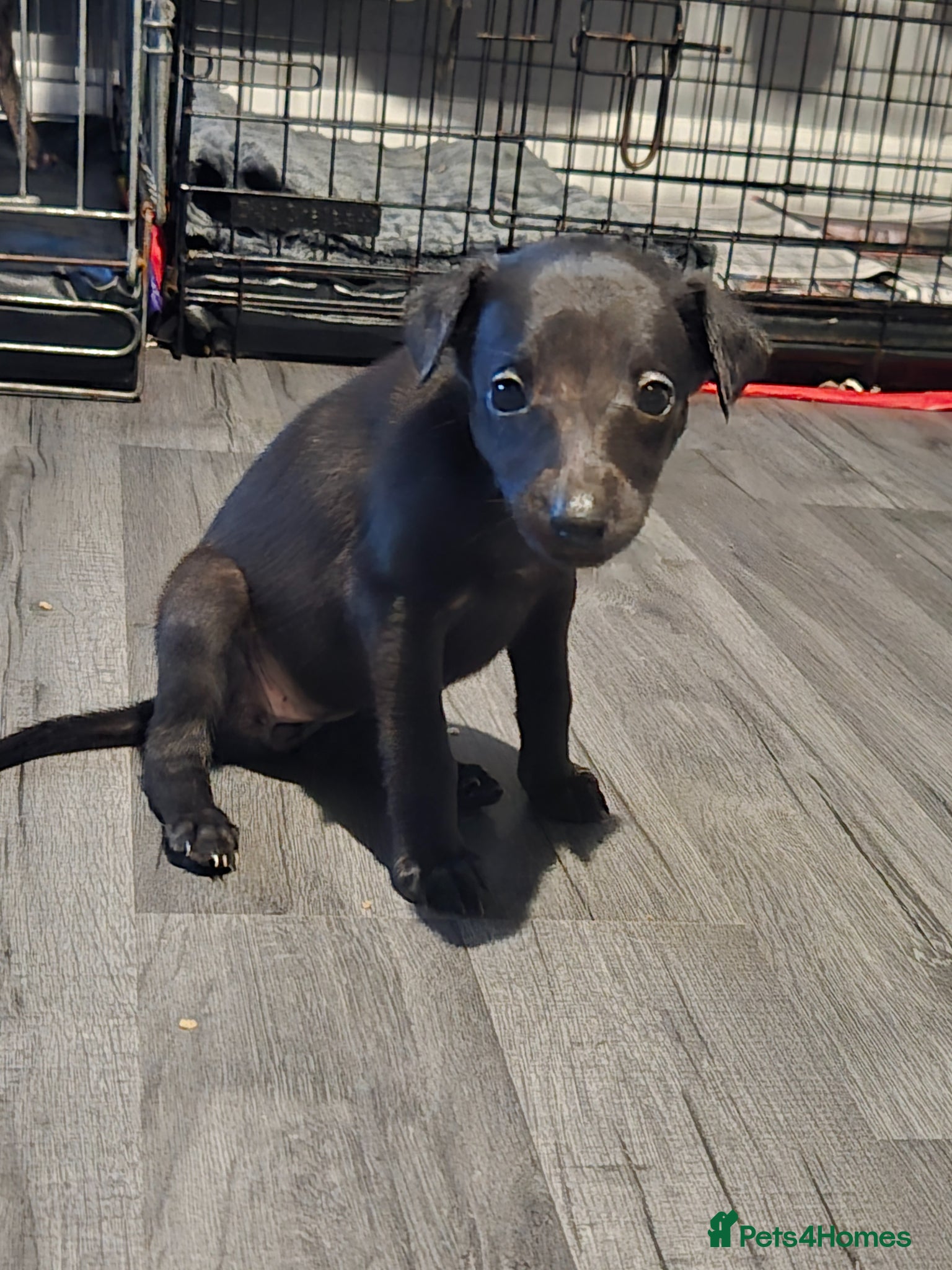 Whippet dogs Kc whippets for sale - Advert 2