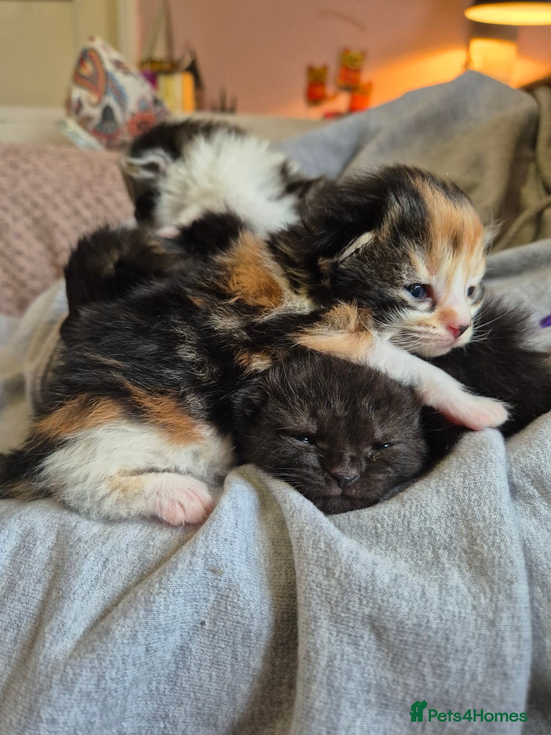 Mixed Breed cats for sale: 5 fluffy kittens looking for forever homes - Advert 2