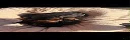 Miniature Dachshund dogs for sale: Miniature dachshund puppies in Salisbury - Advert 7