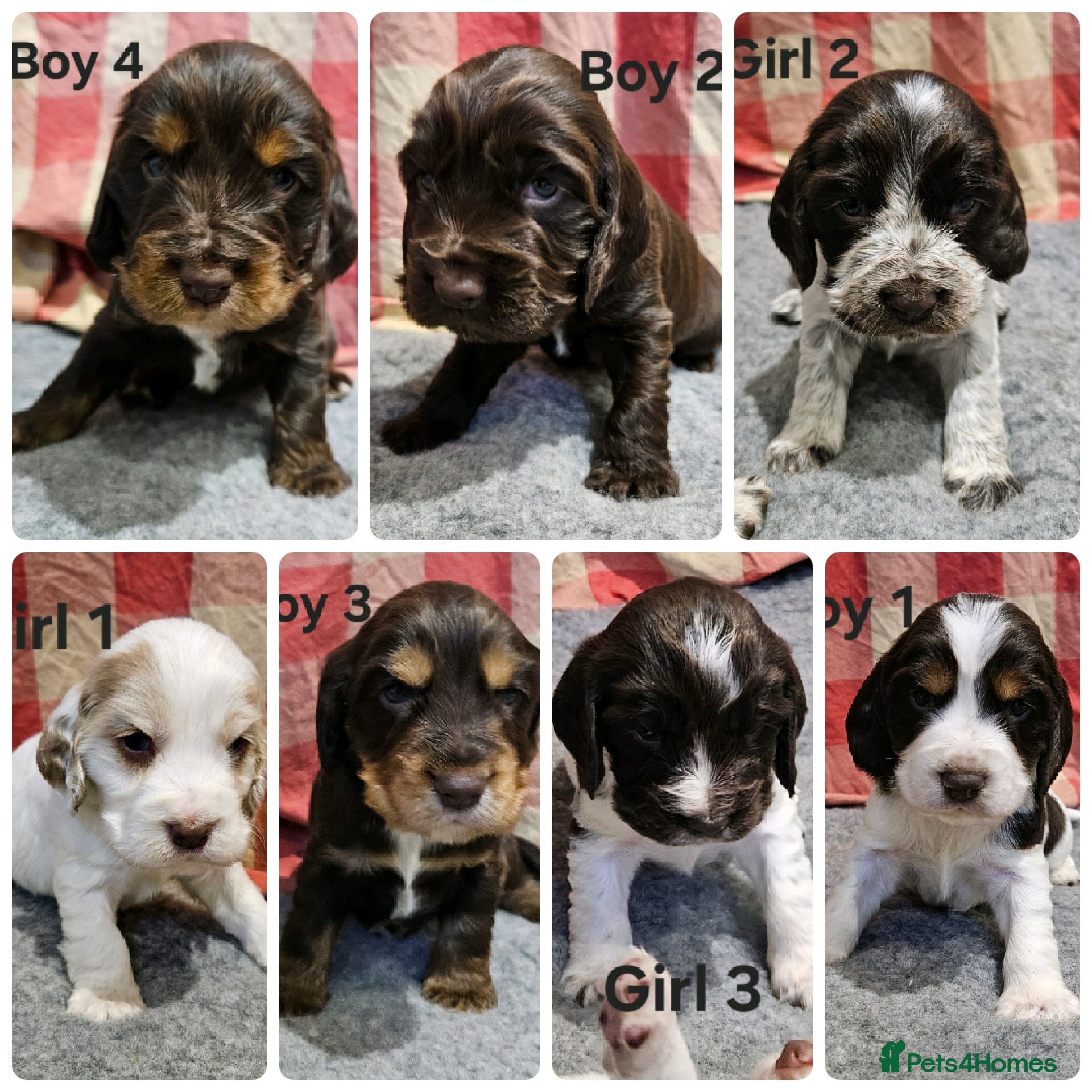 Cocker Spaniel dogs Gorgeous Show type Cocker Spaniel puppies - Advert 18
