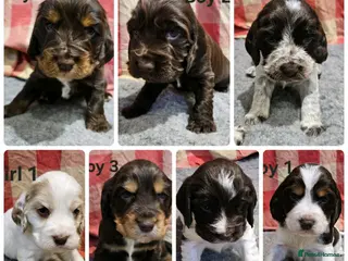 Cocker Spaniel dogs Gorgeous Show type Cocker Spaniel puppies - Advert 18