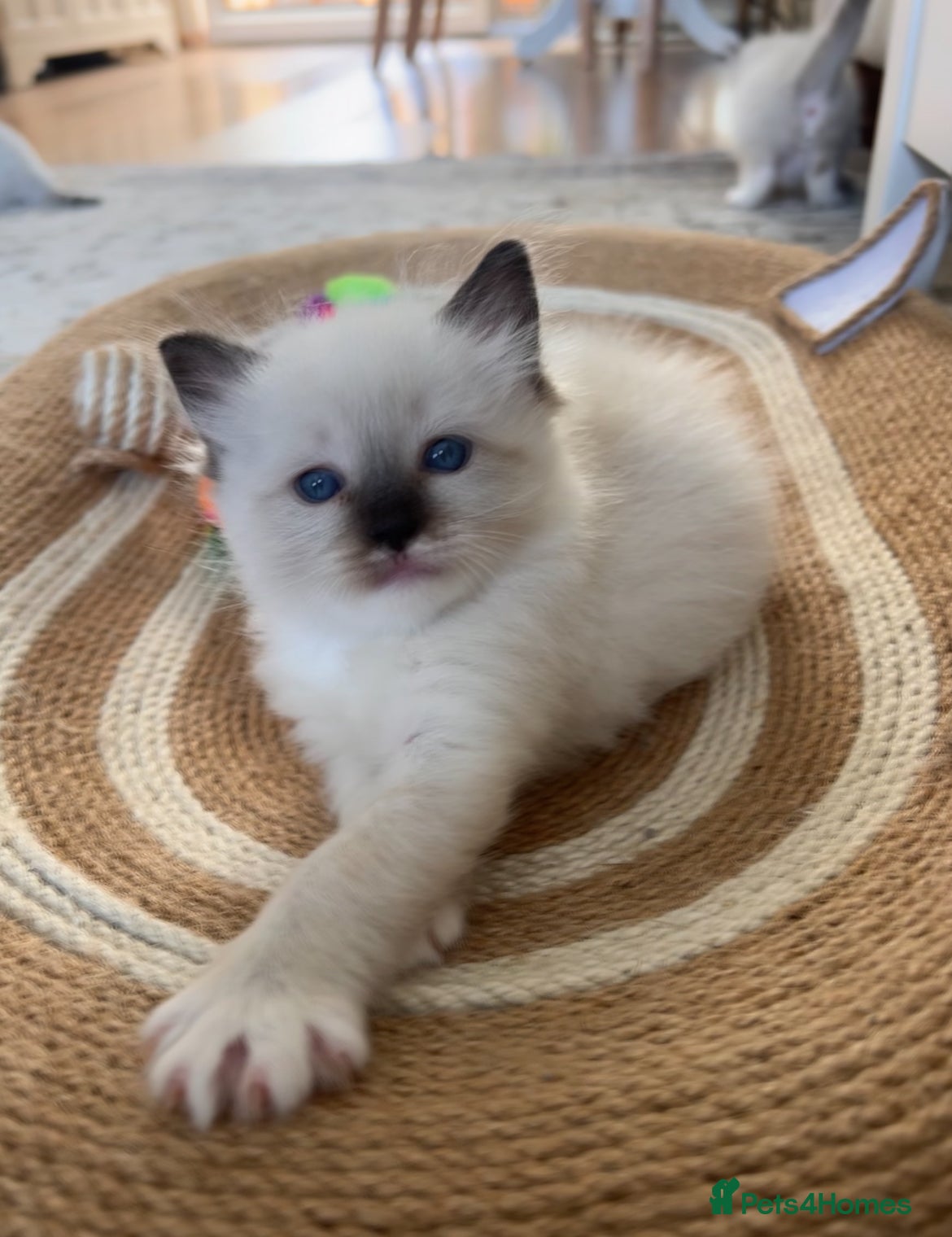 Ragdoll cats for sale: Ragdoll kittens in Menai Bridge - Advert 18