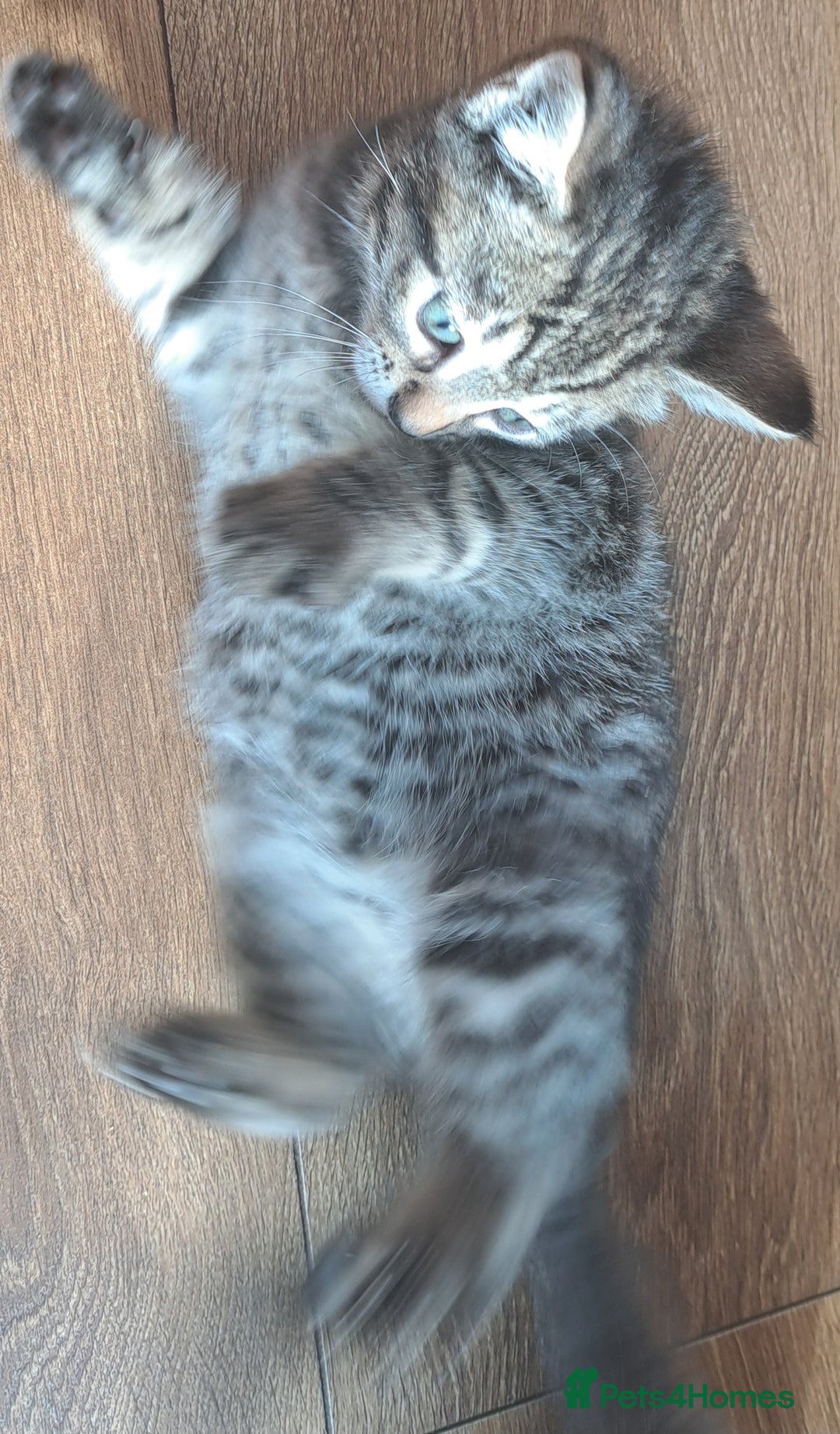 Mixed Breed cats for sale: Gorgeous Cross Kittens 🌟 - Advert 4