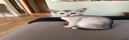 Abyssinian cats for sale: Silver Abyssinian kittens  - Advert 7