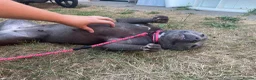 Staffordshire Bull Terrier dogs for sale: Bell  - Advert 1
