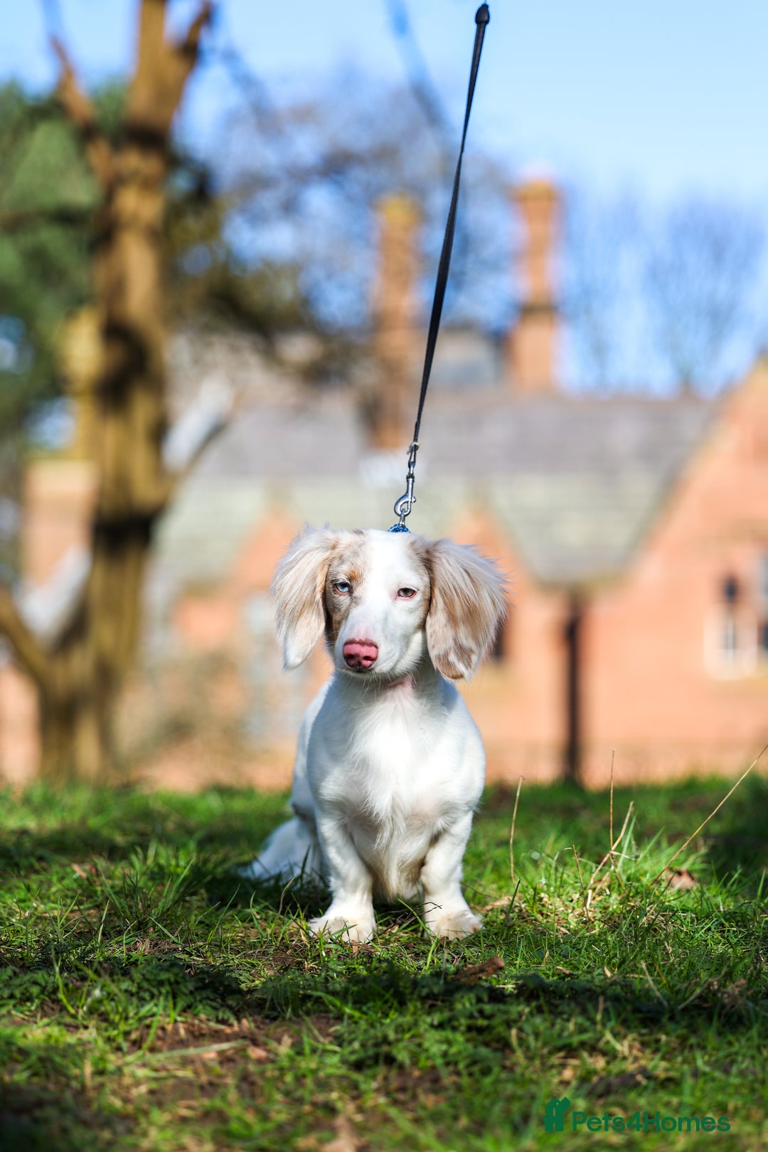 Miniature Dachshund dogs for stud: SHYLO Isabella dapple pied long hair stud  in Liverpool - Image 15