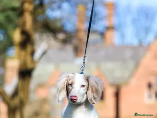 Miniature Dachshund dogs SHYLO Isabella dapple pied long hair stud in Liverpool - Advert 16