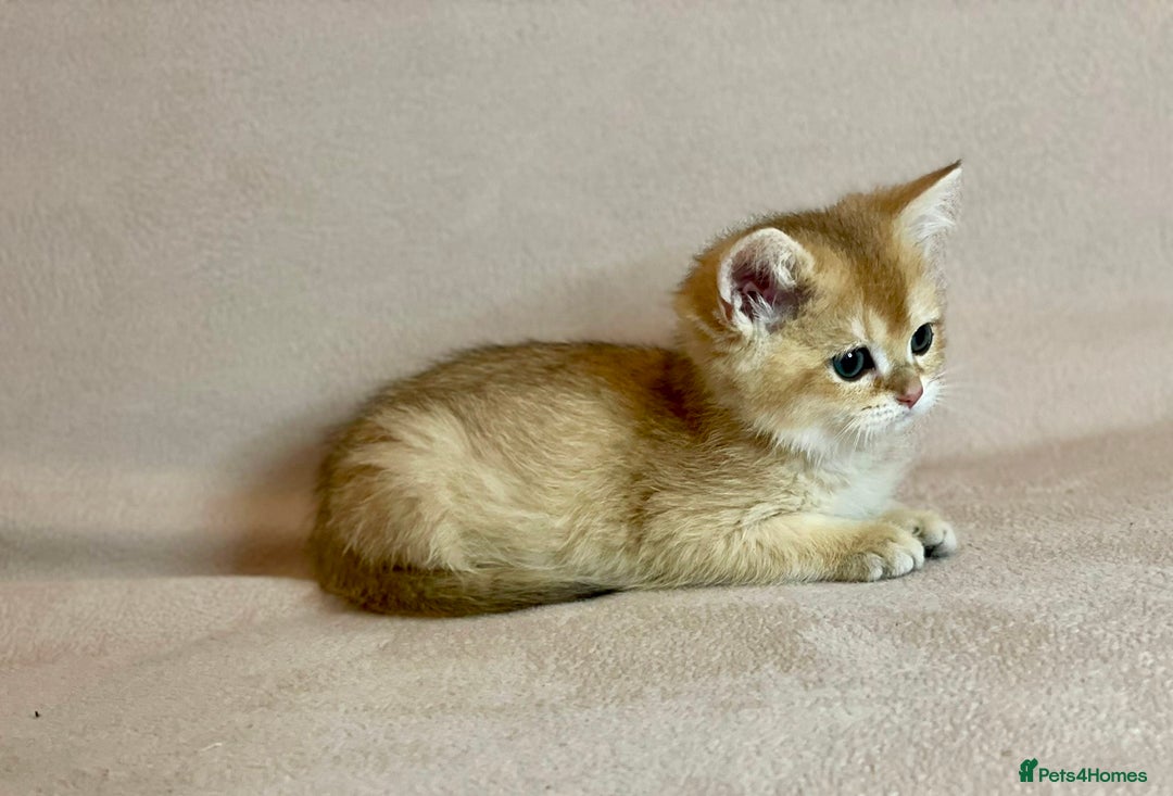 British Shorthair cats for sale: 🐾 Purebred BSH Kittens 🐾 - Advert 22