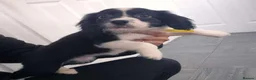 Mixed Breed dogs for sale: Cocker spaniel cross border collie - Advert 8