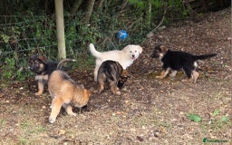 German Shepherd dogs for sale: Quality KC Reg Long Coat German Shepherd Pups  - Image 8