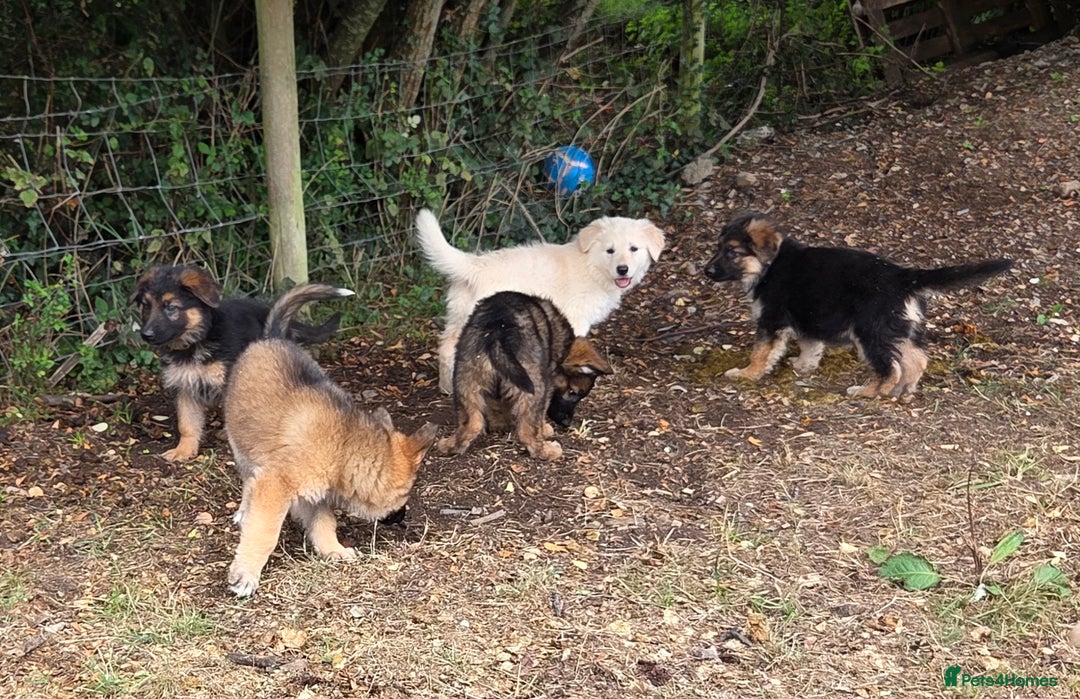 German Shepherd dogs for sale: Quality KC Reg Long Coat German Shepherd Pups  - Image 8