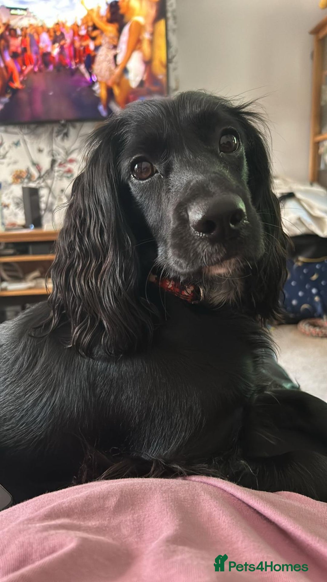 Cockalier dogs for sale: Cocker spaniel - Advert 5