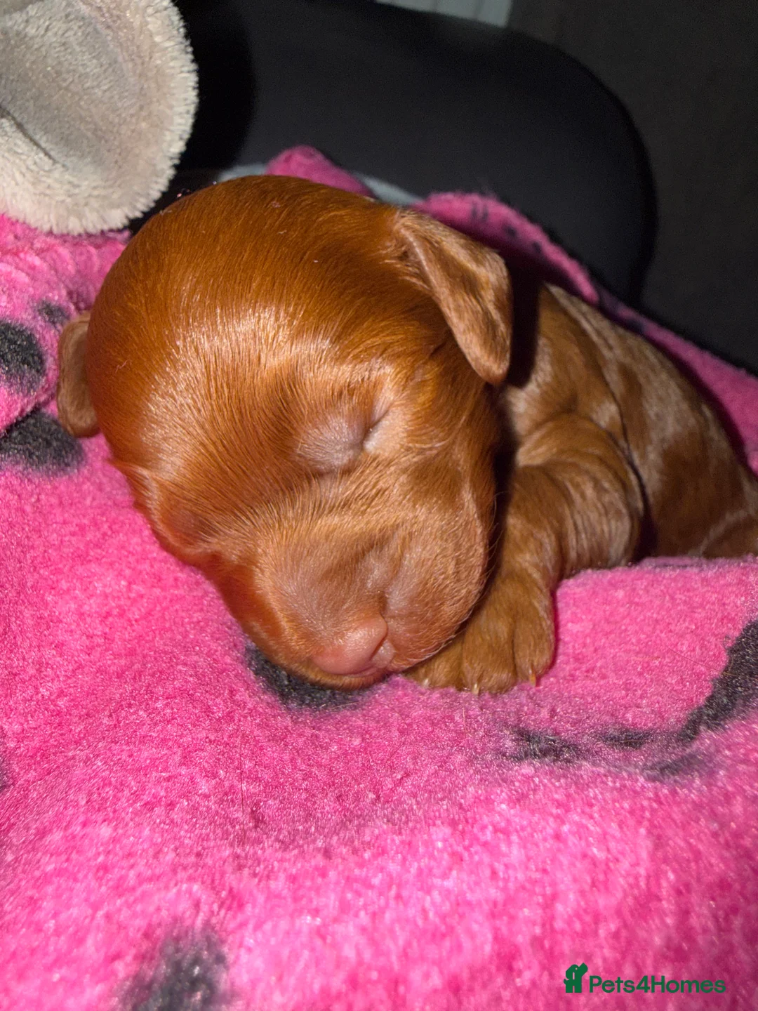 Cockapoo dogs for sale: Female Cockerpoo  - Advert 12