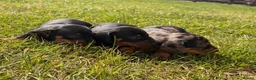 Miniature Dachshund dogs for sale: 5 stunning mini dachshunds for sale❤️🏡🥰 - Advert 3